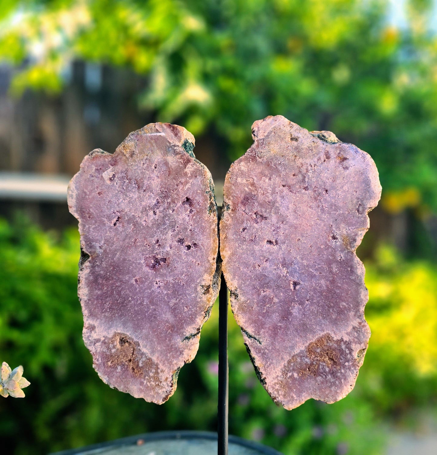 Pink Amethyst Angel Wings on Metal Base by Whyte Quartz