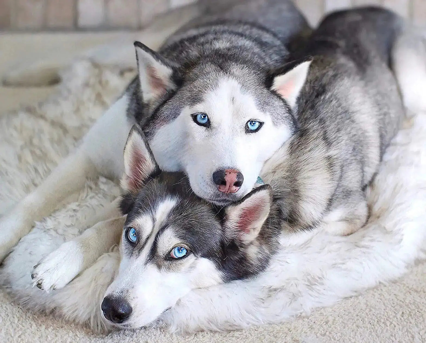 Faux Fur Dog Bed